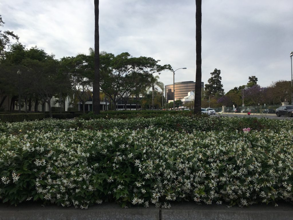jasmine flowers planted in beverly hills copy